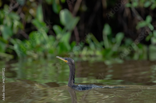 The neotropic cormorant or olivaceous cormorant (Nannopterum brasilianum) photo