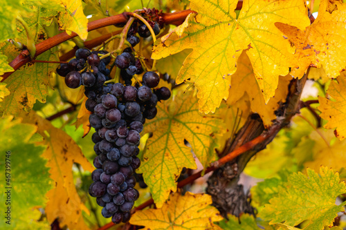 A bunch of black grapes among yellow autumn leaves on a vine under the bright sun close-up