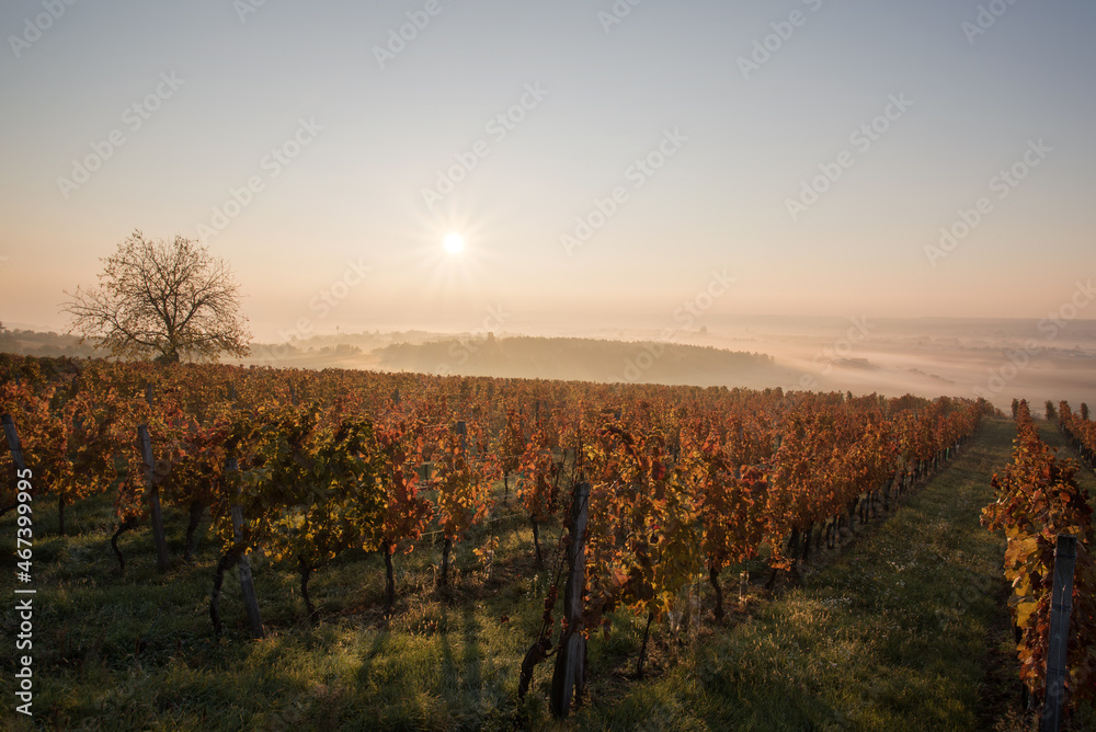 Rows of vineyards at golden hour, autumn sunset
