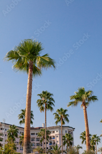 Blue sky and palm trees view from below, vintage style, tropical beach and summer background, travel concept. © Aleksandr Kondratov
