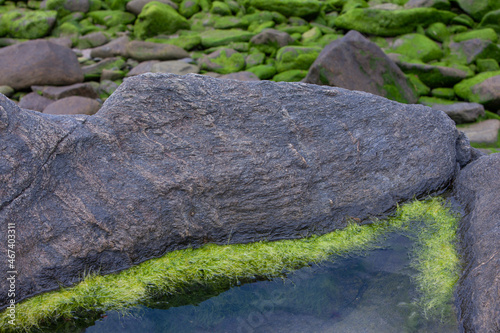 Rocks covered with green alge. Westcoast Ireland. 