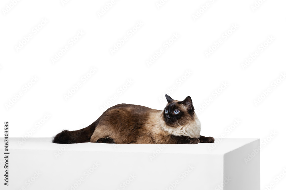 Portrait of beautiful graceful Siamese cat lying on the floor isolated on white studio background. Animal life concept