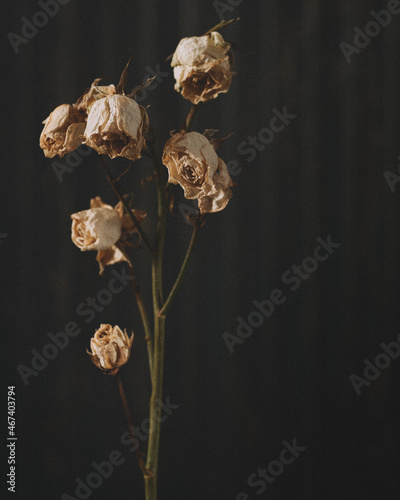 Φωτογραφία White dead flowers in a vase against a dark background