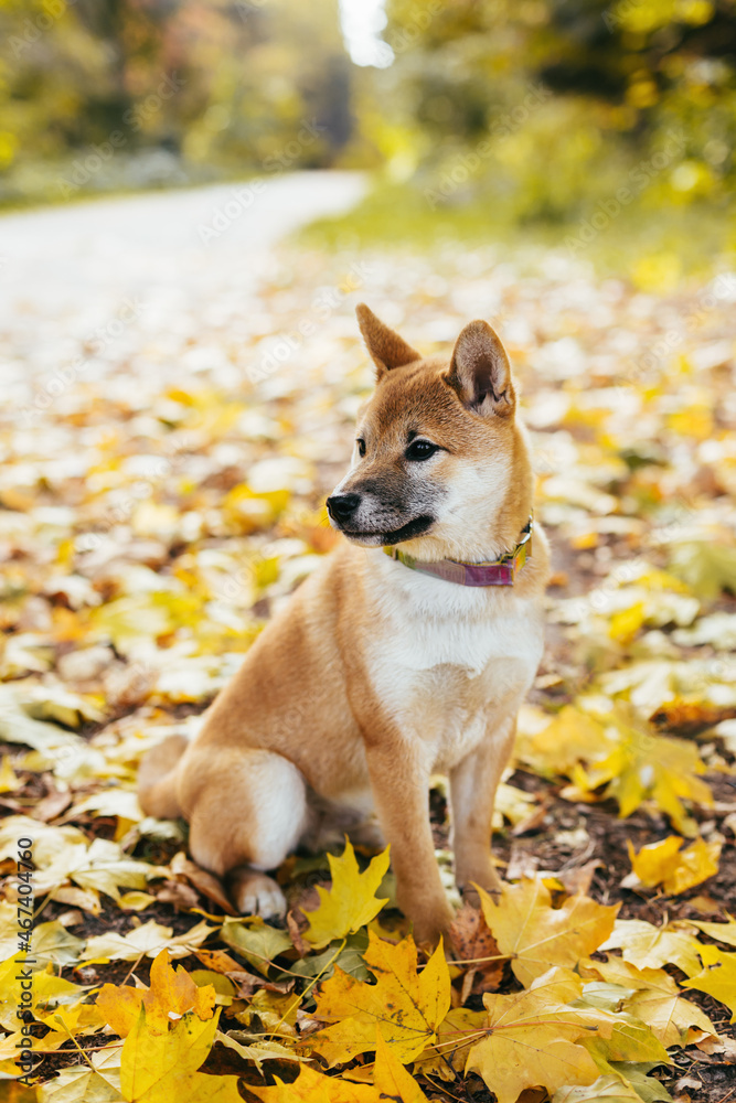 Happy puppy Shiba Inu walking in the autumn park.