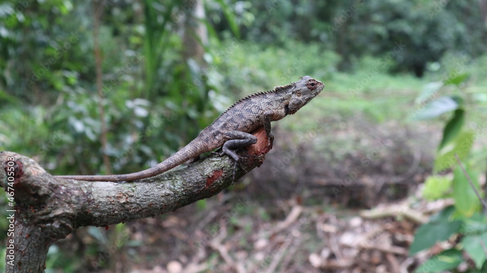 Side view of an Oriental garden lizard sitting on top of a cut down branch with a mosquito perched on a it's head Side view of an Oriental garden lizard sitting on top of a cut down branch with a mosquito perched on a it's head