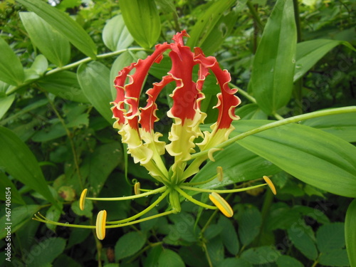 Flame lily