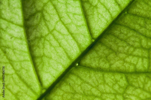 Veins texture of a fresh green leaf. Macro photo, natural background