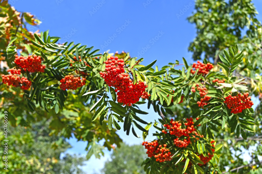 Rowan berries, Mountain ash (Sorbus) Rowan berries, Mountain ash (Sorbus)