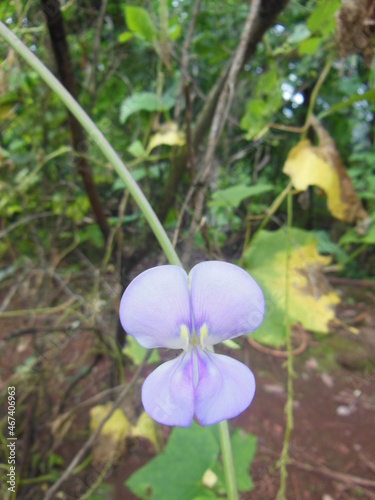 flowers like butterfly