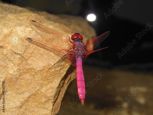 Dragonfly on stone