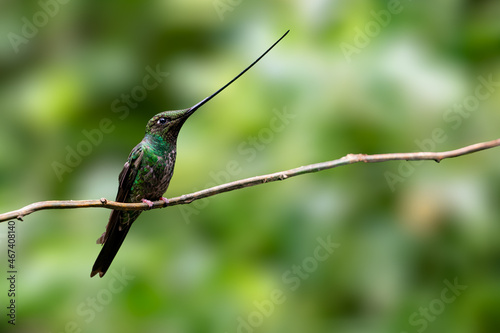 De zwaardkolibrie (Ensifera ensifera) is een vogel uit de familie Trochilidae en de geslachtengroep Heliantheini (briljantkolibries)