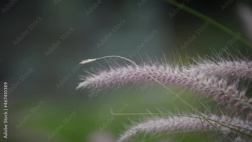 Close up of beautiful brown grass flowers in the field. Slow motion, shallow depth of field, selected focus. Close up of beautiful brown grass flowers in the field. Slow motion, shallow depth of field, selected focus.