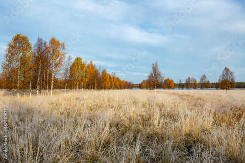 Early morning landscape on the meadow with frozen grass and colorful birch trees