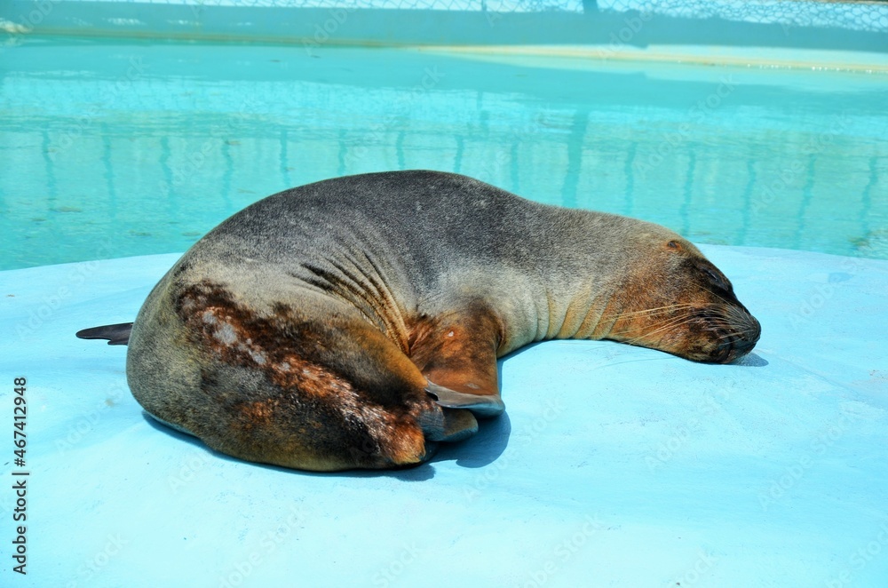 Fototapeta premium 姫路市立動物園 オタリア