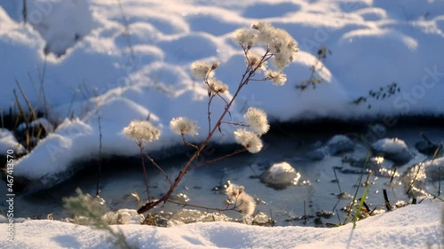 Seashore aster against the background of snow and frozen salt lake. Sea Aster (Tripolium pannonicum) photo