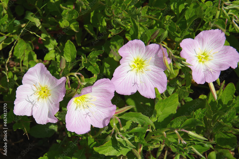 Close-up view of Pink Evening Primrose Flower Blossoms Close-up view of Pink Evening Primrose Flower Blossoms