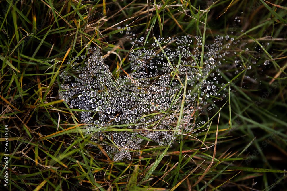 Obraz premium rosa na trawie