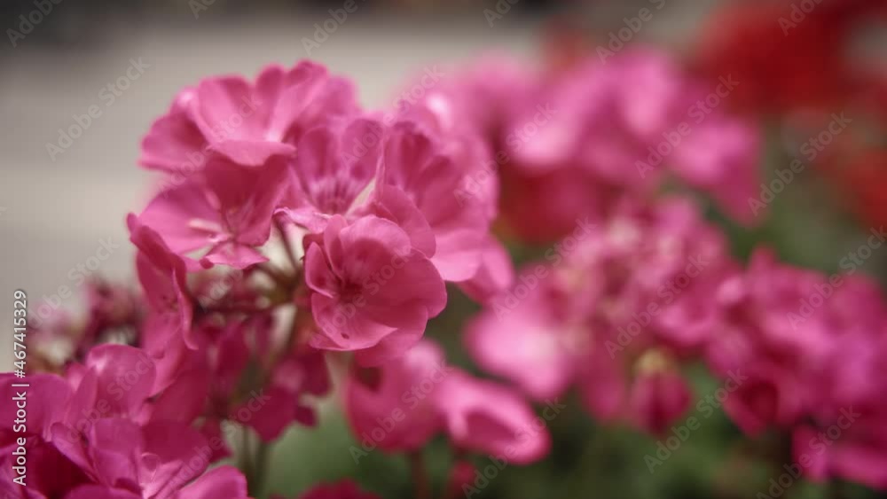 Close up of beautiful pink geraniums flower. Slow motion. Close up of beautiful pink geraniums flower. Slow motion.
