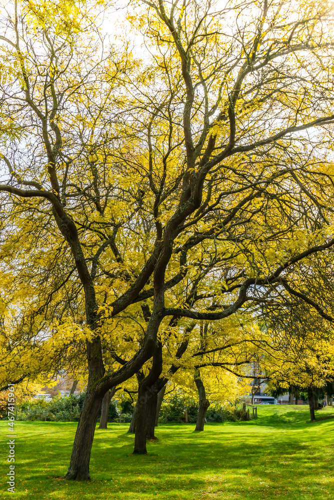 Naklejka premium Autumn At Seattle Park 4