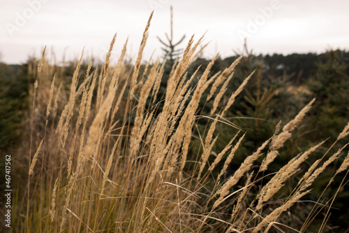 trawy o zachodzie © kolorowekadry