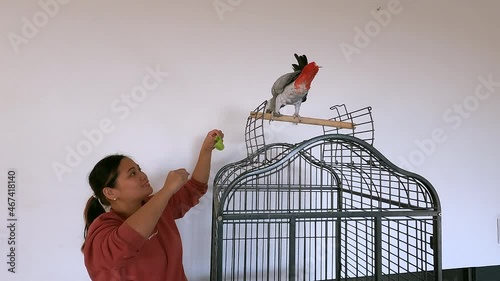 Philippines women feeding parrot. African grey parrot on black cage