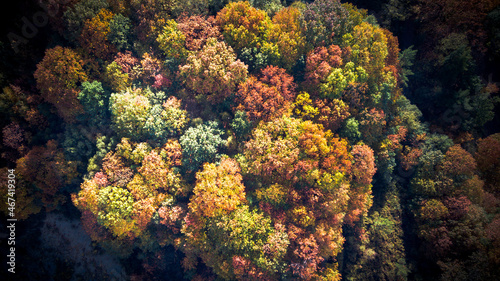 colorful foliage in a forest
