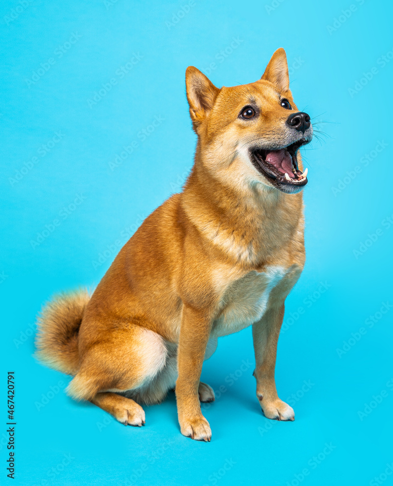 Happy wide shocked surprised smile cute dog Shiba Inu on blue background. Sitting and looking side. attentive curious look. Isolated Animal studio shot. Square composition