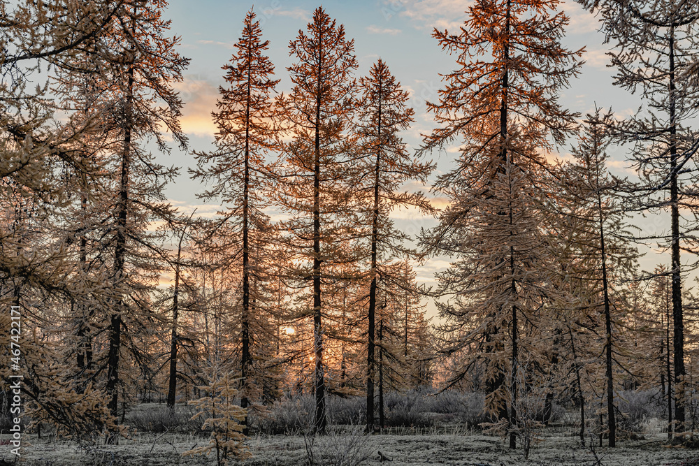 Landscape of the northern forest-tundra with the first snowfall. Trees without leaves in the foreground. . Autumn taiga in the distance. Sad and anxious mood of the beginning of the winter Landscape of the northern forest-tundra with the first snowfall. Trees without leaves in the foreground. . Autumn taiga in the distance. Sad and anxious mood of the beginning of the winter
