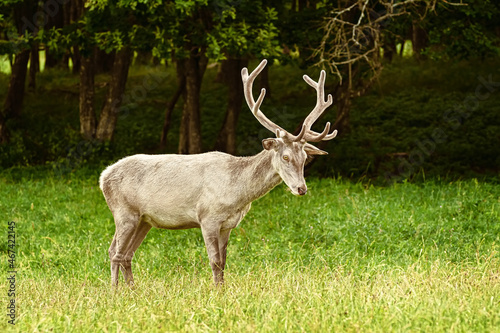 White deer at the lawn © Sergej Razvodovskij