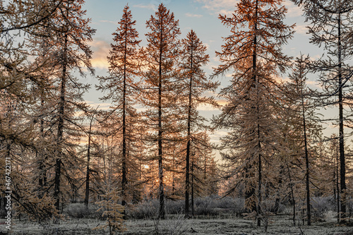 Landscape of the northern forest-tundra with the first snowfall. Trees without leaves in the foreground. . Autumn taiga in the distance. Sad and anxious mood of the beginning of the  winter