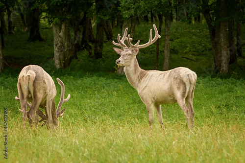 White deers at the lawn