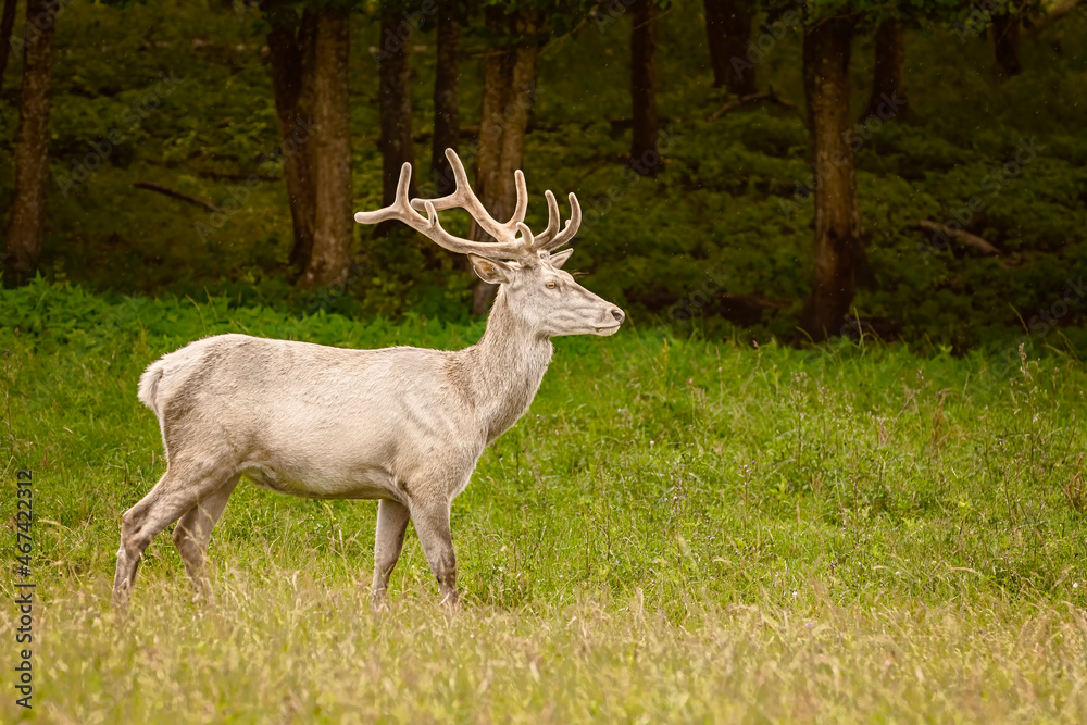 White deer at the lawn