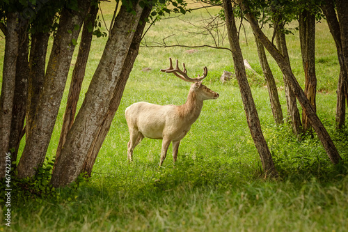 White Deer in the Forest