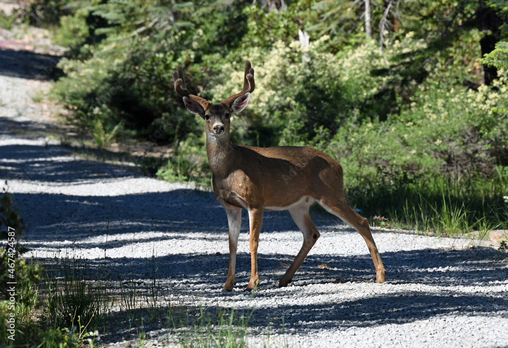 Mule Deer Buck in Lassen National Forest, California Mule Deer Buck in Lassen National Forest, California