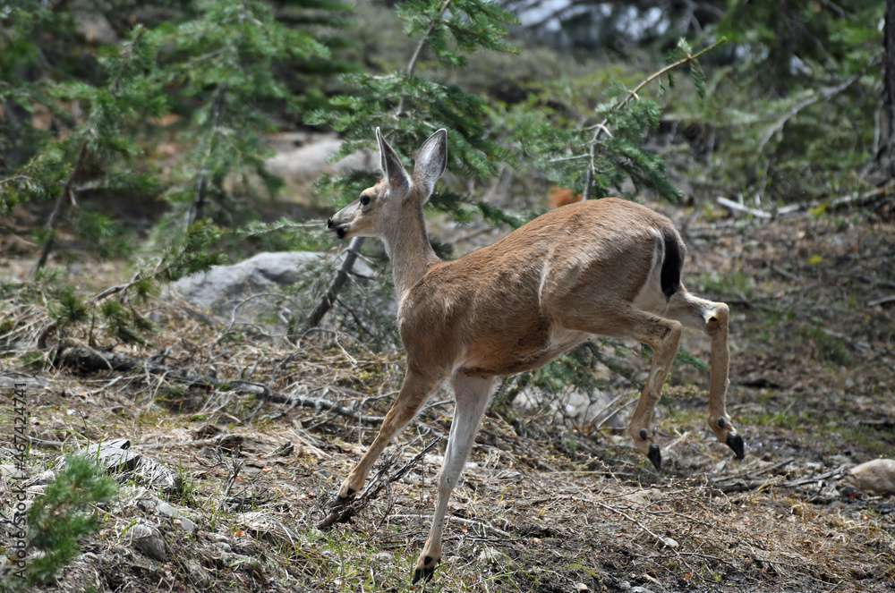Mule Deer Doe on the Run in Lassen National Forest, California