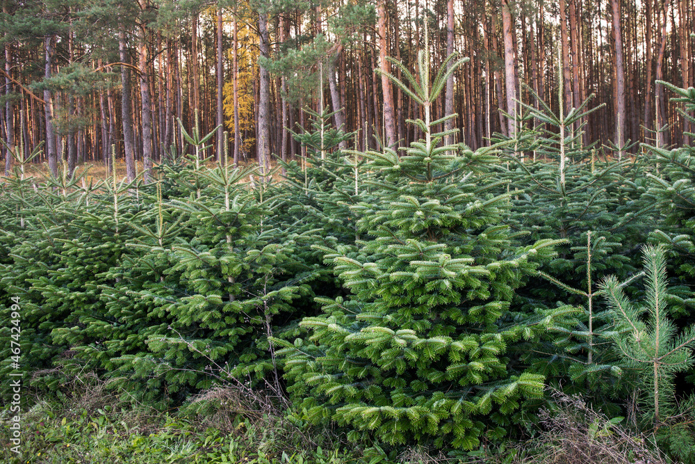 Fototapeta premium choinki