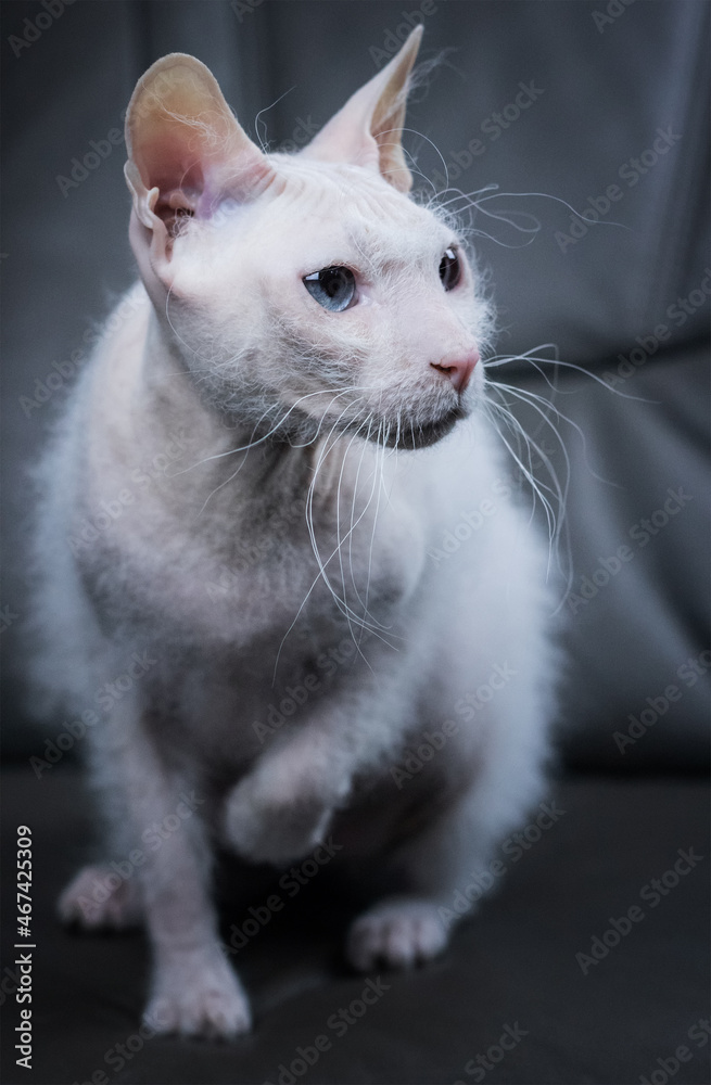White blue eyed sphynx cat with brush fur on the grey couch in studio light.