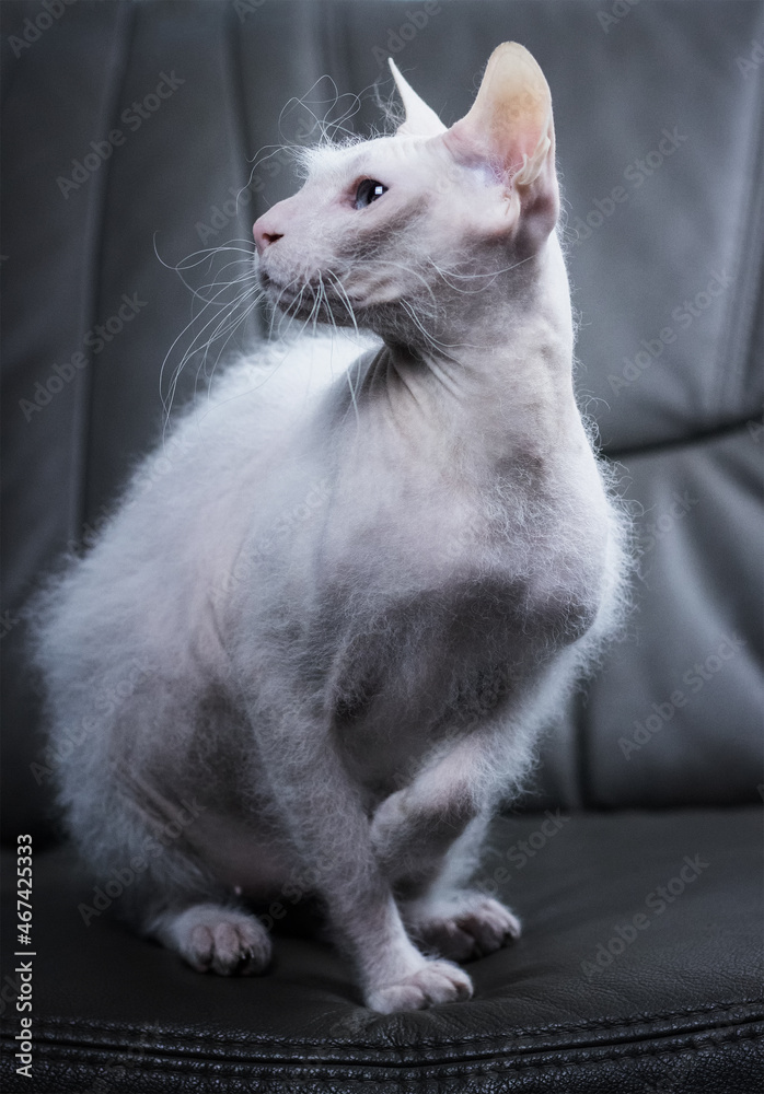 White blue eyed sphynx cat with brush fur on the grey couch in studio light.