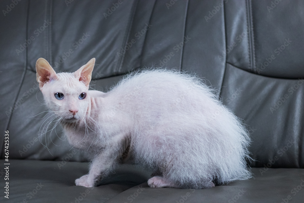 White blue eyed sphynx cat with brush fur on the grey couch in studio light.