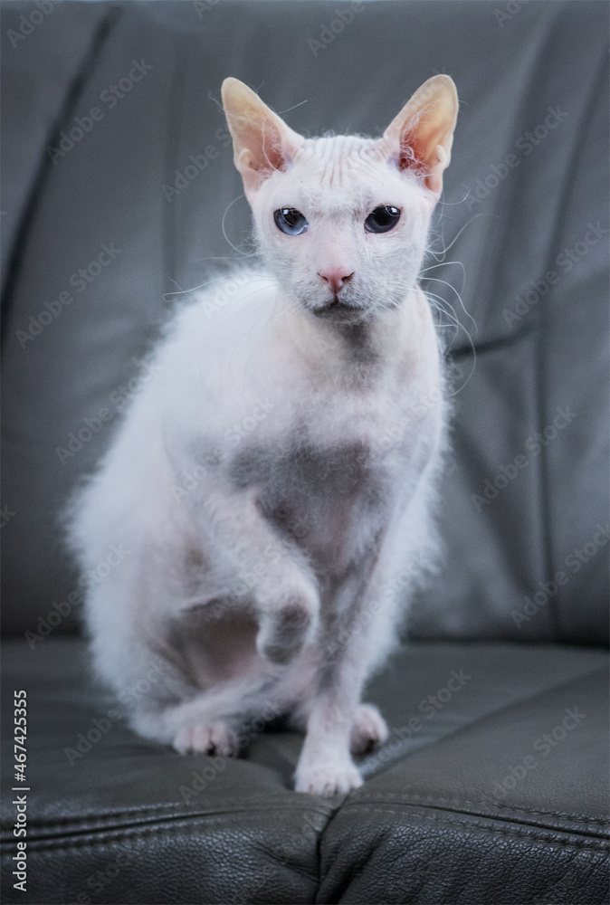 White blue eyed sphynx cat with brush fur on the grey couch in studio light.