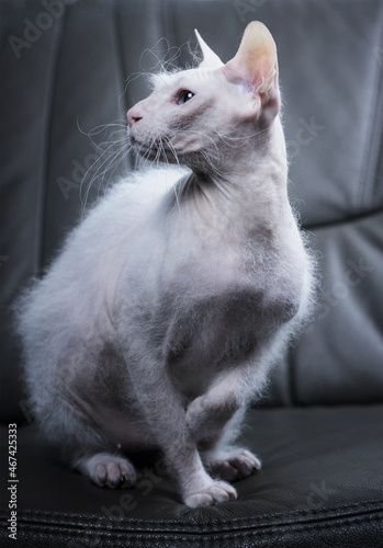White blue eyed sphynx cat with brush fur on the grey couch in studio light. © aurency