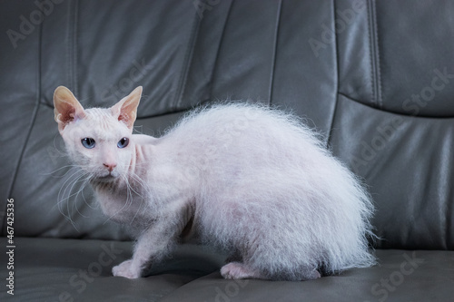 White blue eyed sphynx cat with brush fur on the grey couch in studio light.