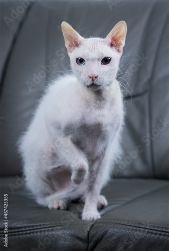 Obraz na płótnie White blue eyed sphynx cat with brush fur on the grey couch in studio light. w salonie