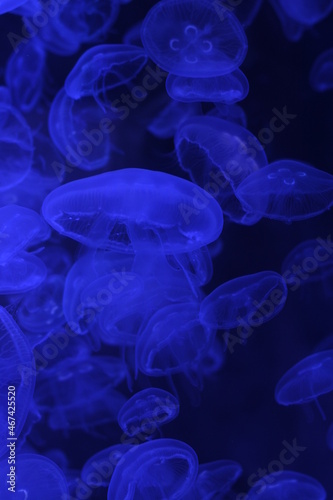 jelly fish in the aquarium © Sirin Ruamkornburee