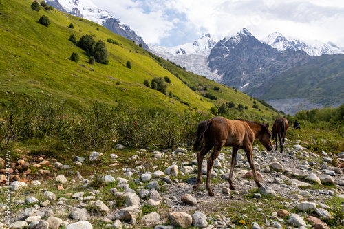 Horses with a view on Adishi Glacier and on the snow-capped peaks of Tetnuldi, Gistola and Lakutsia in the Greater Caucasus Mountain Range in Georgia, Svaneti Region. Wilderness, equestrian.