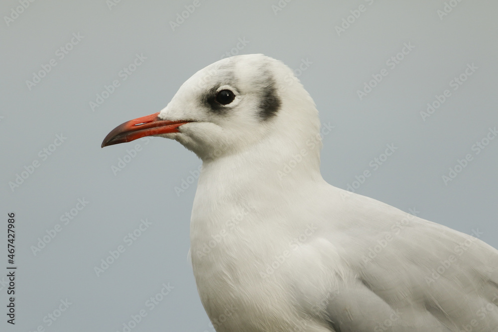 A head shot of a pretty Black-headed Gull, Chroicocephalus ridibundus, in the wild in the UK. A head shot of a pretty Black-headed Gull, Chroicocephalus ridibundus, in the wild in the UK.