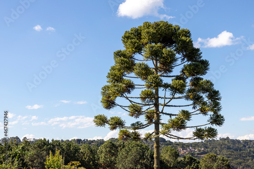 Araucaria tree on the mountain photo