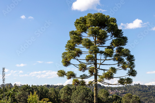 Araucaria tree on the mountain