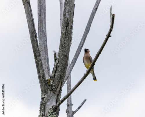 Small bird perched on a tree at Ernest L. Oros Wildlife Preserve in Avenel, New Jersy, USA photo