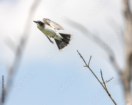 Small bird perched on a tree at Ernest L. Oros Wildlife Preserve in Avenel, New Jersy, USA photo